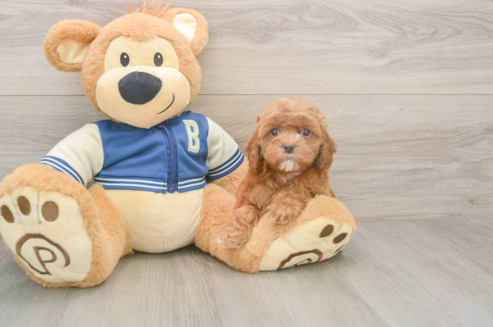 5 week old Cockapoo Puppy For Sale - Florida Fur Babies