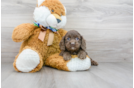 Meet Polly - our Cockapoo Puppy Photo 2/3 - Florida Fur Babies