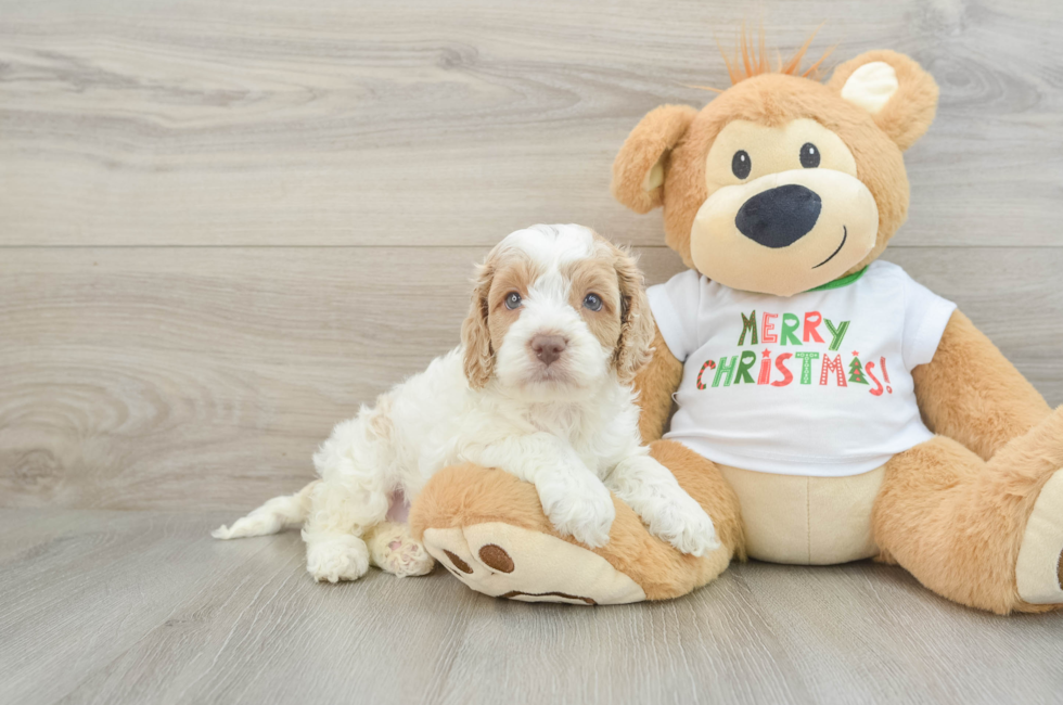 5 week old Cockapoo Puppy For Sale - Florida Fur Babies