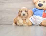 7 week old Cockapoo Puppy For Sale - Florida Fur Babies