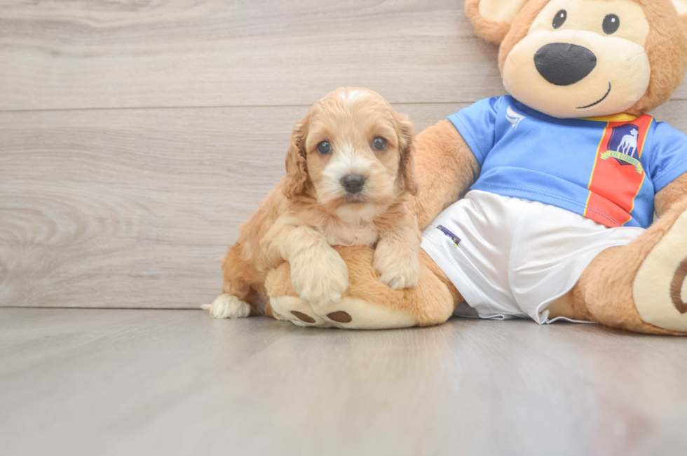 5 week old Cockapoo Puppy For Sale - Florida Fur Babies