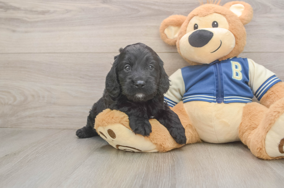 5 week old Cockapoo Puppy For Sale - Florida Fur Babies