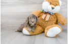 Meet Potter - our Cockapoo Puppy Photo 1/3 - Florida Fur Babies