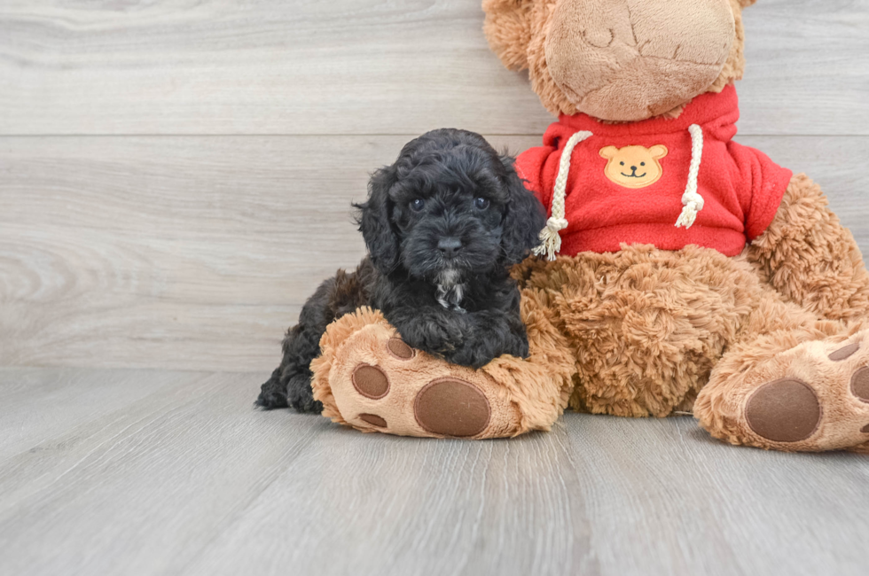 6 week old Cockapoo Puppy For Sale - Florida Fur Babies