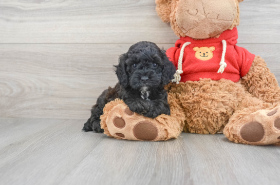 Small Cockapoo Baby