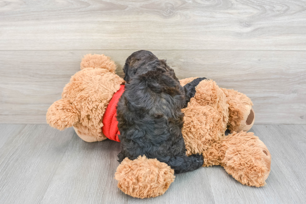 Sweet Cockapoo Baby
