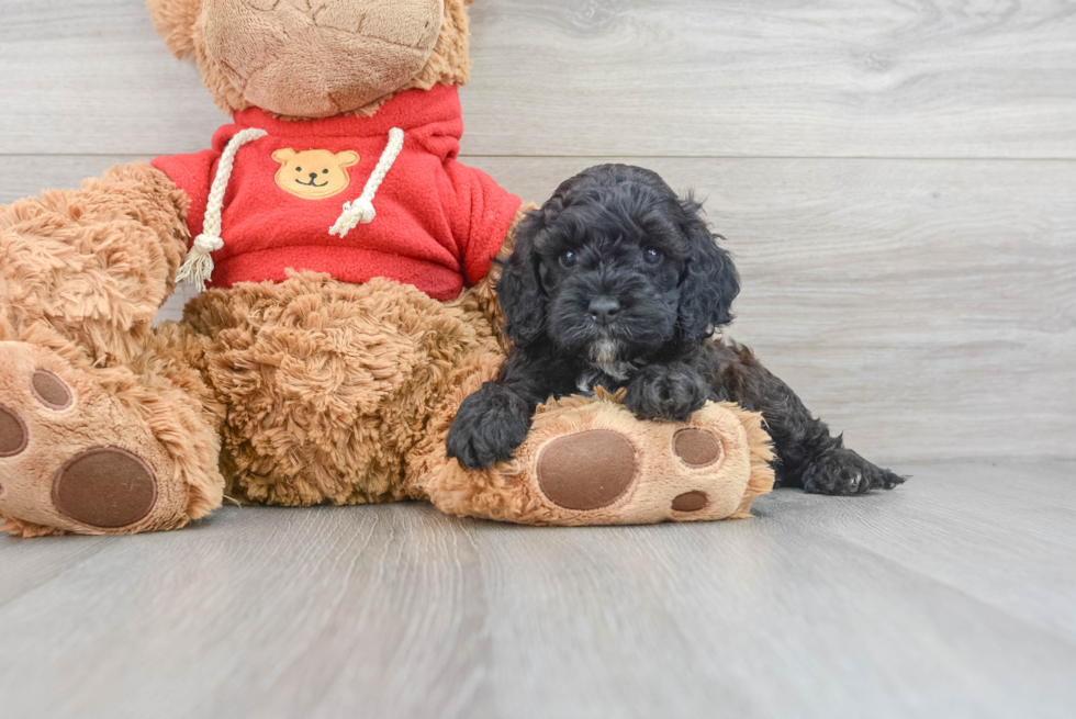 Cockapoo Puppy for Adoption
