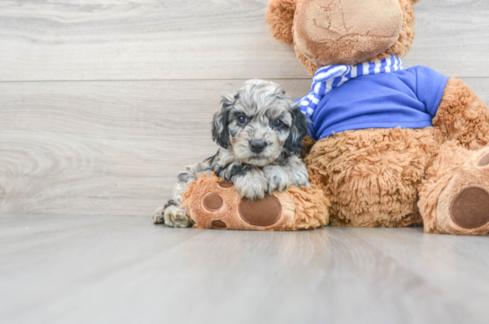 teddy bear cockapoo puppies for sale