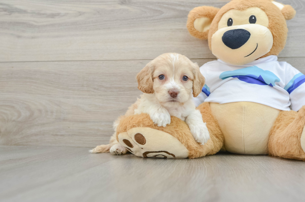 5 week old Cockapoo Puppy For Sale - Florida Fur Babies