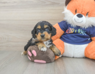 8 week old Cockapoo Puppy For Sale - Florida Fur Babies