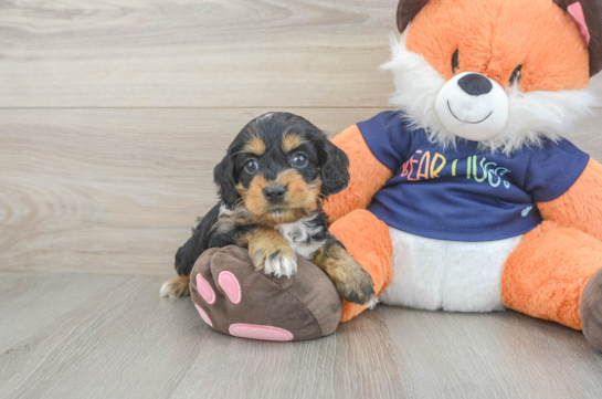 Fluffy Cockapoo Poodle Mix Pup