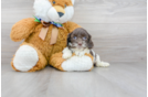 Meet Presley - our Cockapoo Puppy Photo 1/3 - Florida Fur Babies