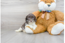 Meet Presley - our Cockapoo Puppy Photo 2/3 - Florida Fur Babies