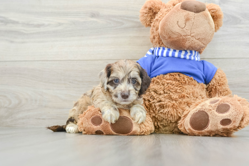 Cute Cockapoo Baby