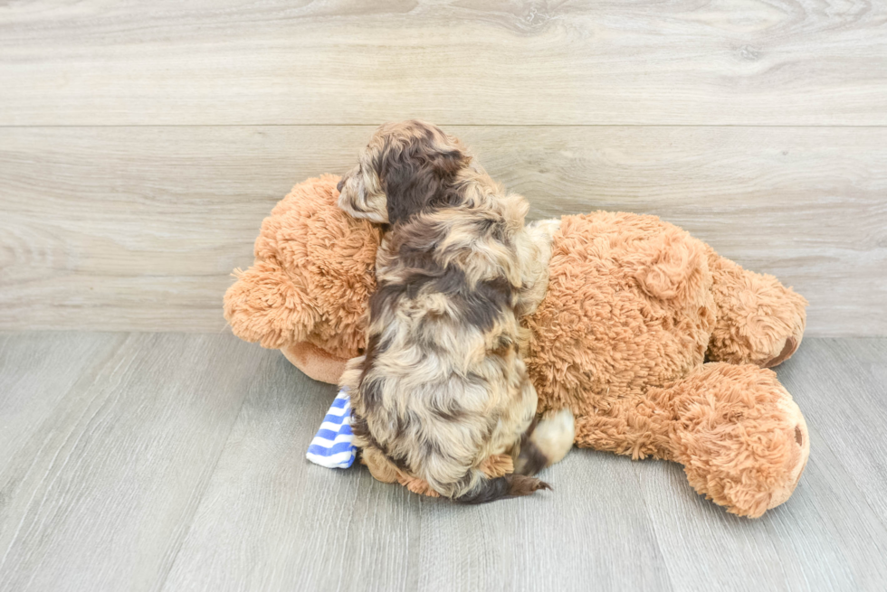 Hypoallergenic Cocker Doodle Poodle Mix Puppy