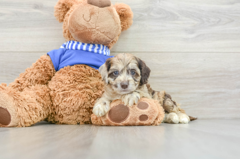 10 week old Cockapoo Puppy For Sale - Florida Fur Babies