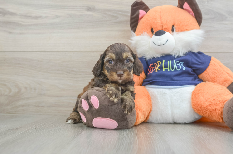 5 week old Cockapoo Puppy For Sale - Florida Fur Babies