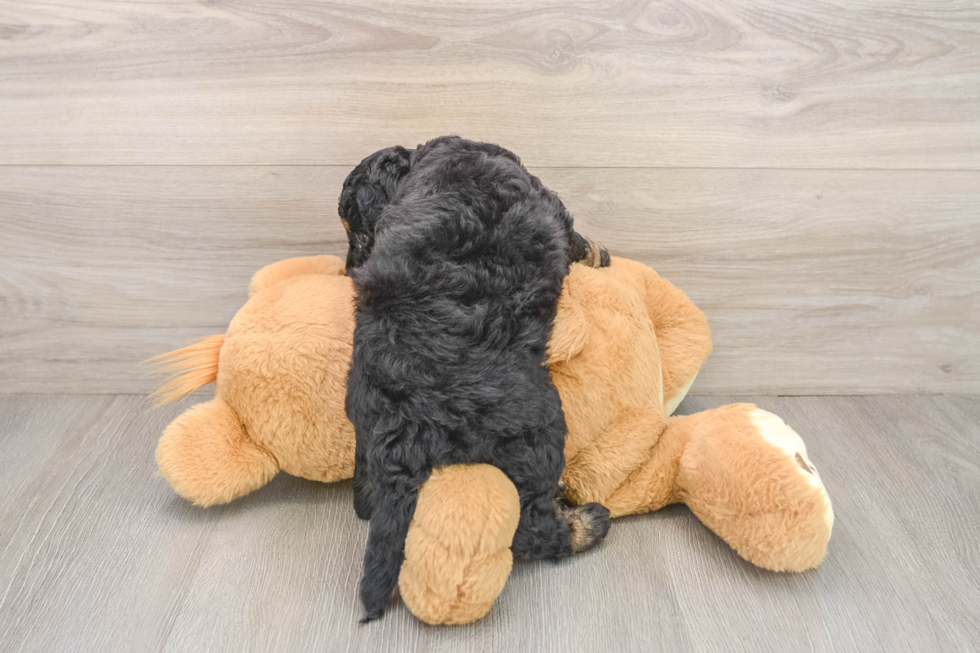 Little Cocker Doodle Poodle Mix Puppy