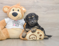 7 week old Cockapoo Puppy For Sale - Florida Fur Babies