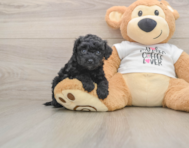 5 week old Cockapoo Puppy For Sale - Florida Fur Babies