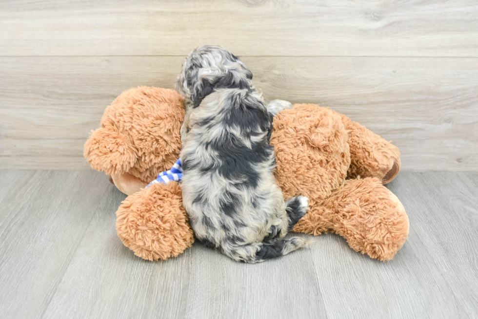 Funny Cockapoo Poodle Mix Pup