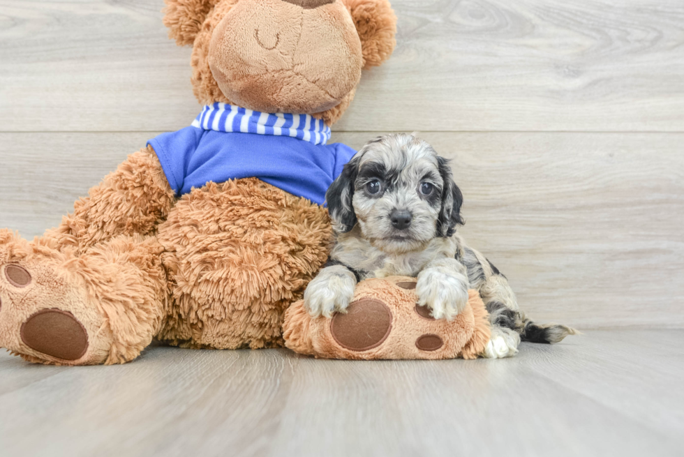 Petite Cockapoo Poodle Mix Pup