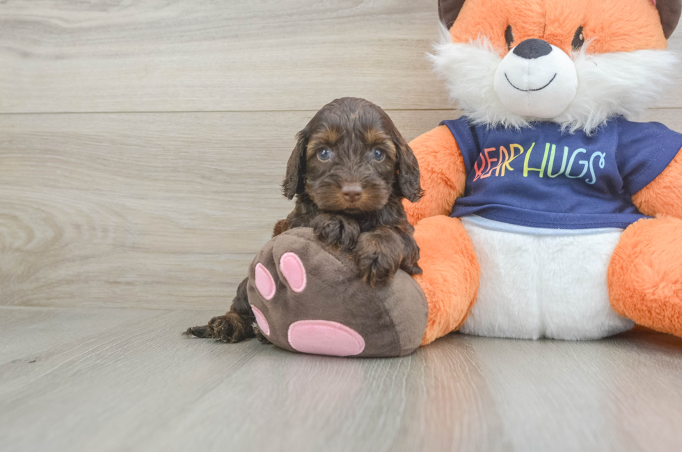 5 week old Cockapoo Puppy For Sale - Florida Fur Babies
