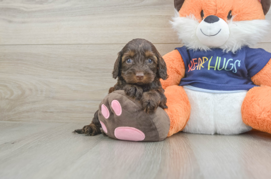 Popular Cockapoo Poodle Mix Pup