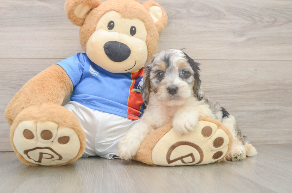 5 week old Cockapoo Puppy For Sale - Florida Fur Babies
