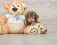 7 week old Cockapoo Puppy For Sale - Florida Fur Babies