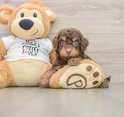 8 week old Cockapoo Puppy For Sale - Florida Fur Babies