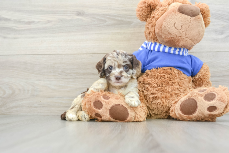 Adorable Cocker Doodle Poodle Mix Puppy