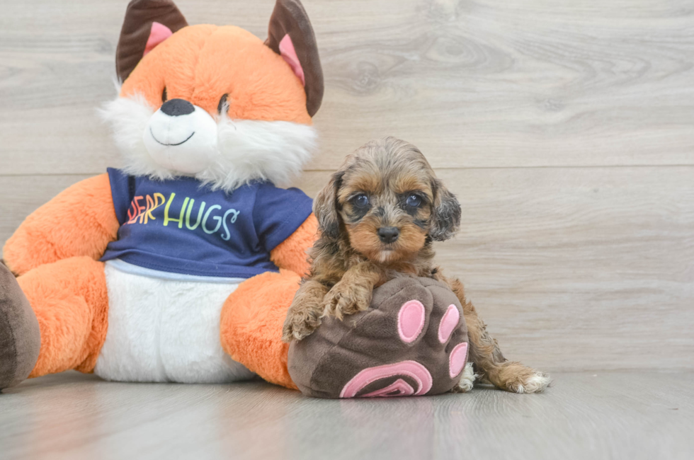 5 week old Cockapoo Puppy For Sale - Florida Fur Babies