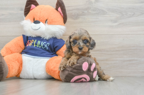 Popular Cockapoo Poodle Mix Pup