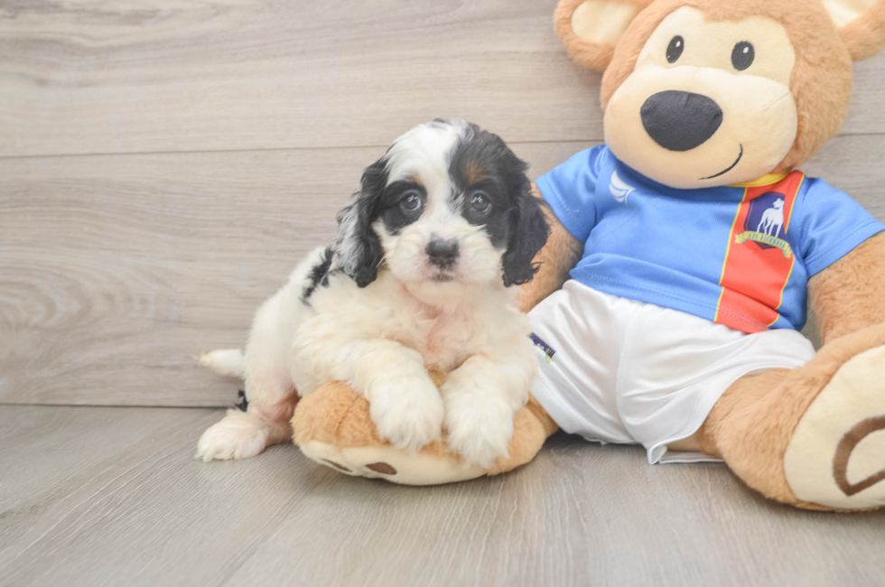5 week old Cockapoo Puppy For Sale - Florida Fur Babies