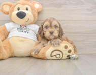 5 week old Cockapoo Puppy For Sale - Florida Fur Babies