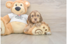 Fluffy Cockapoo Poodle Mix Pup
