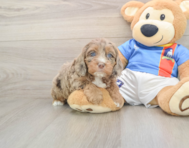 7 week old Cockapoo Puppy For Sale - Florida Fur Babies
