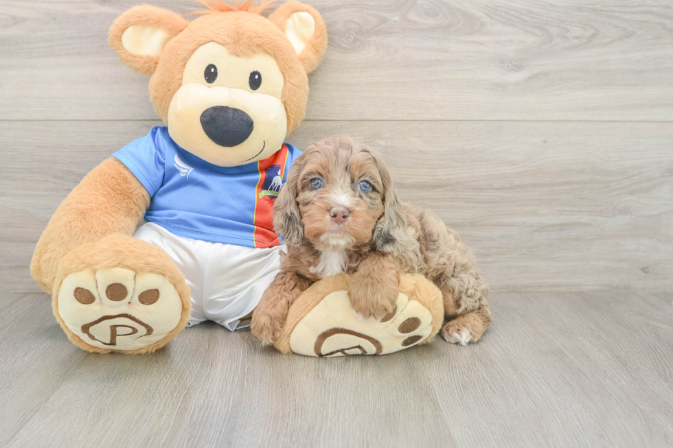 Cockapoo Pup Being Cute