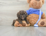 13 week old Cockapoo Puppy For Sale - Florida Fur Babies