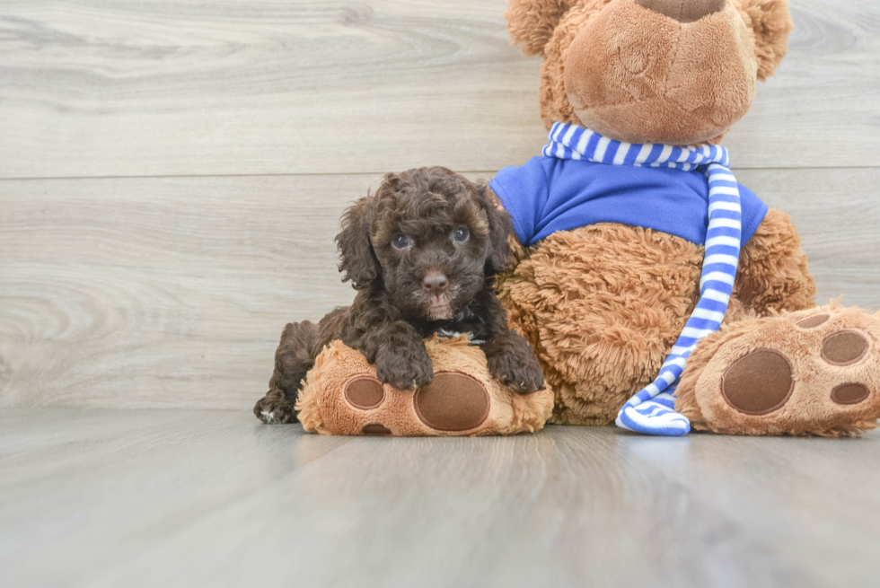 Cockapoo Puppy for Adoption