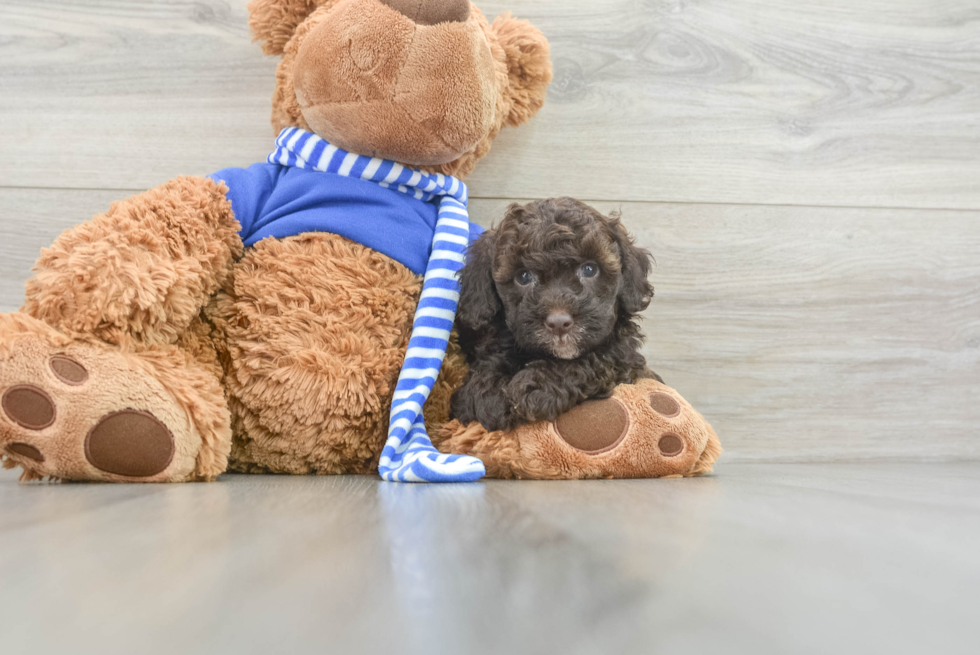 Friendly Cockapoo Baby