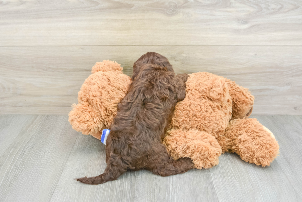 Cockapoo Pup Being Cute