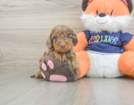 9 week old Cockapoo Puppy For Sale - Florida Fur Babies