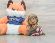 8 week old Cockapoo Puppy For Sale - Florida Fur Babies