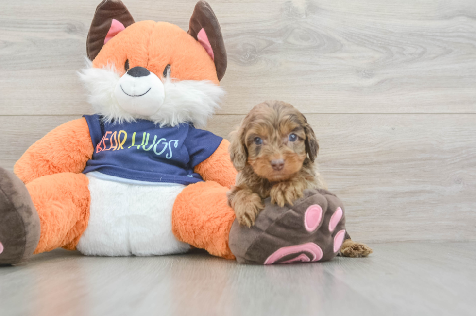 5 week old Cockapoo Puppy For Sale - Florida Fur Babies