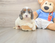 8 week old Cockapoo Puppy For Sale - Florida Fur Babies