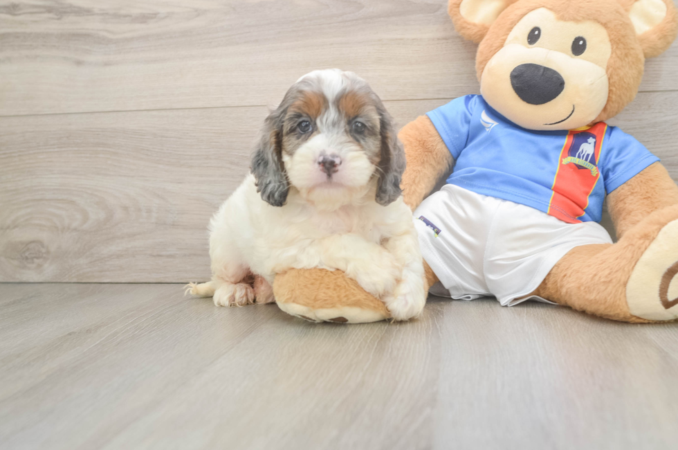 5 week old Cockapoo Puppy For Sale - Florida Fur Babies