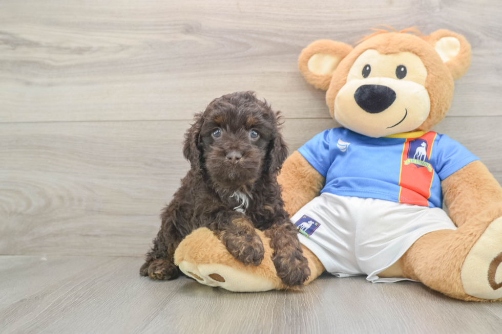 Cockapoo Puppy for Adoption