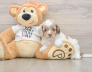 8 week old Cockapoo Puppy For Sale - Florida Fur Babies